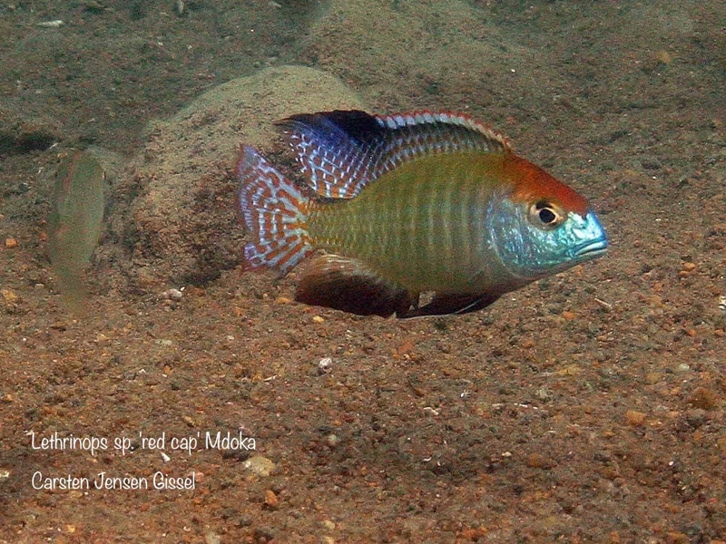 Lethrinops sp. 'red cap' Mdoka